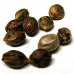 Семена марихуаны АК-47  (Seeds AK-47) в Ак-Довураке